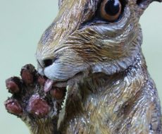 Hare close up