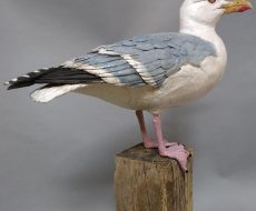 seagull